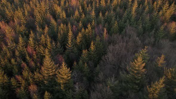 Colourful fir forest during a sunset in late winter. Aerial pull back reveal shot