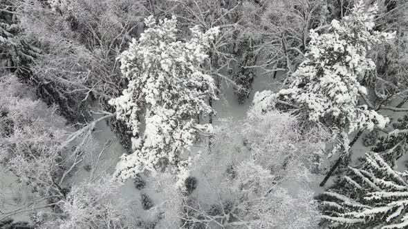 New Year's Winter Forest is Fabulously Covered with Snow Aerial View