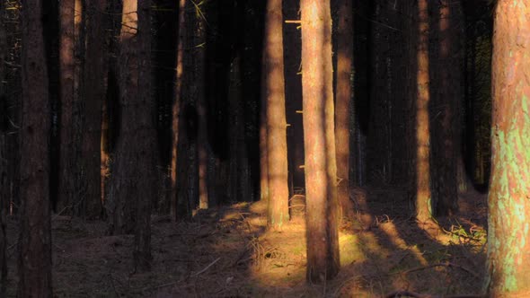 Sunlight moving through a forest, timelapse ZOOM IN EASE