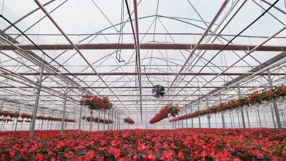 Large Glass Greenhouse with Flowers. Growing Flowers in Greenhouses. Interior of a Modern Flower