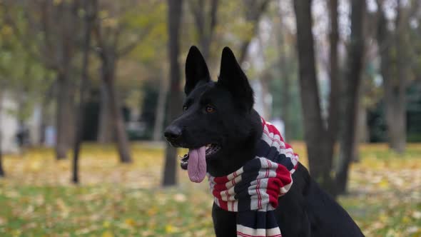 A Black Dog of Breed German Shepherd Sits on the Background of a Blurred Autumn Park
