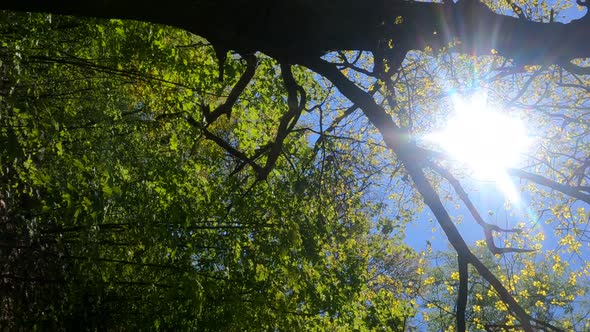 Vertical Video of the Forest in the Spring on a Sunny Day
