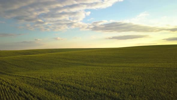 Aerial view of bright green agricultural farm field on hills with growing rapeseed plants at sunset.