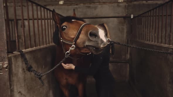 Woman Grooming Horse In Stall Of Stable