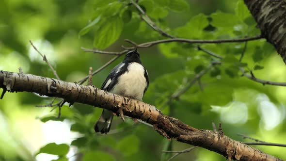 Wild male black-throated blue warbler, setophaga caerulescens perching on tree branch in its natural