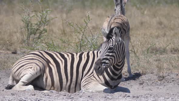 Mother and baby zebra on a dry savanna