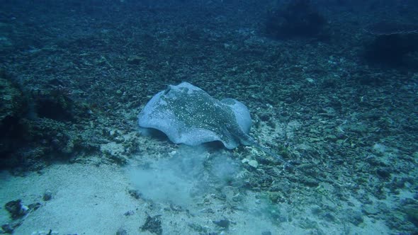 A big marble ray is swimming in deep water. this is the ray that killed Steve Irving.