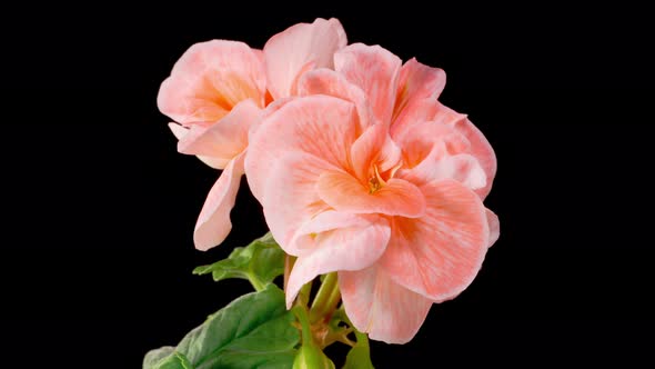 Time Lapse of Opening Pink Geranium Pelargonium Flower