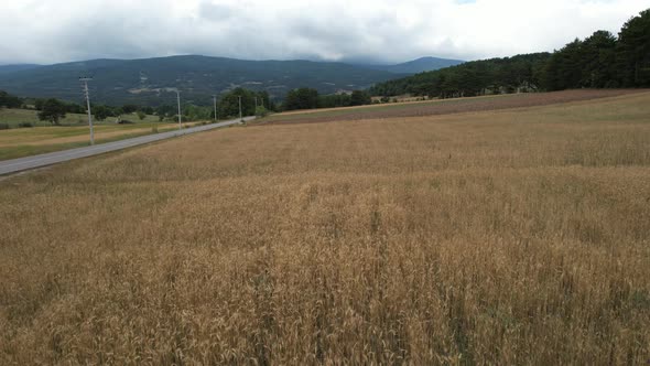 Aerial Wheat Field