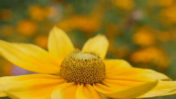 Tilt on garden Rudbeckia hirta Irish Spring close-up   petals and pistil 4K 3840X2160 30fps  UltraHD