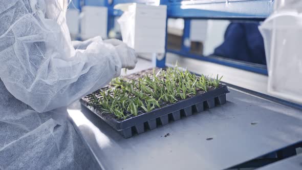 Worker planting small plants in trays inside industrial nursery