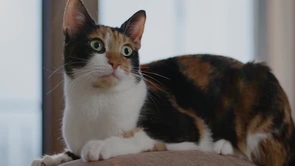 Closeup View of Adult Cat Sitting and Posing on Couch in Apartment Room Indoors Rbbro