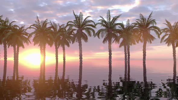 Sunset Landscape With Tropical Palm Trees Silhouettes