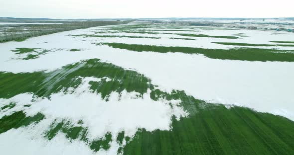 Field with winter crops