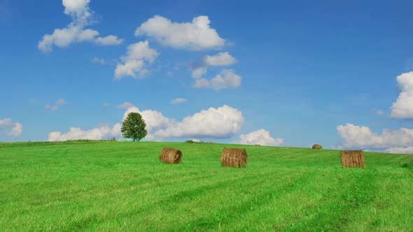 Shot of Lonely Tree on Green Field With Hay Bales