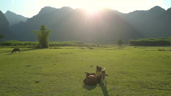 Nice Brown Buffaloes Lie Amidst Beautiful Green Sunny Field