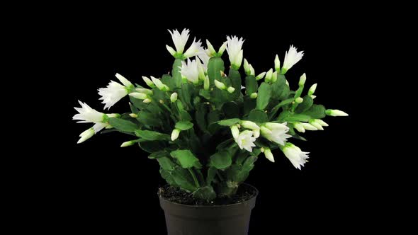Growing and rotating white Easter cactus