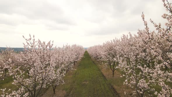 Drone Photo of Miles of Rows of Blooming Apple Trees