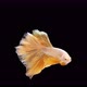 Siamese fighting fish (Betta splendens) - VideoHive Item for Sale