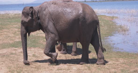 Close Up of Elephants in a Udawalawe National Park of Sri Lanka