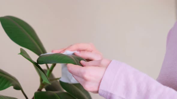 Female hands wipe dust from the leaves of a houseplant.