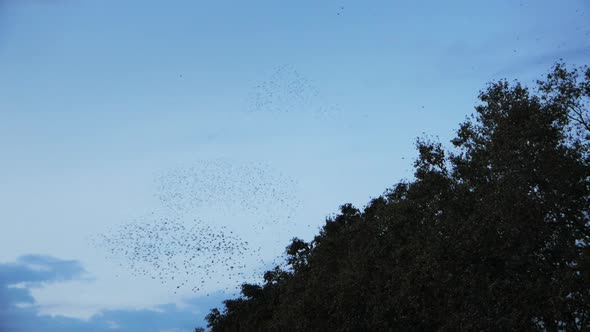 Flock Of Birds Flying Over Trees In Rome