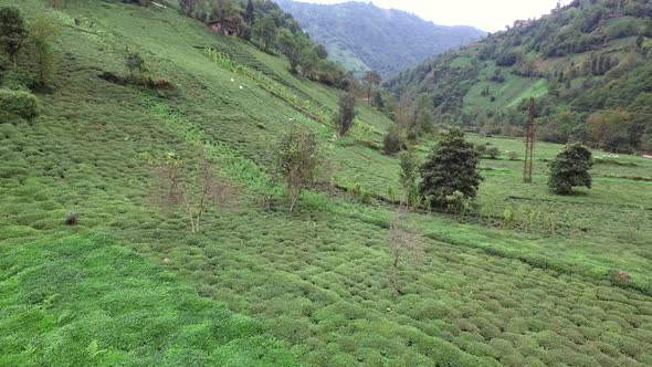 Peasant Workers Picking Tea in the Green Fresh Tea Field