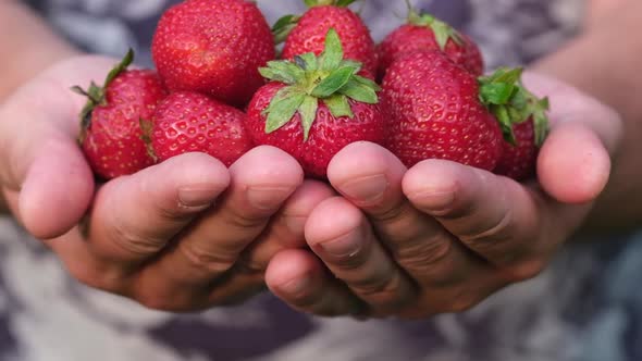Ripe Red Strawberries in the Hands of a Farmer