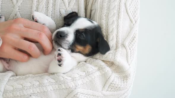 Portrait of Puppy Little Dog Yawns