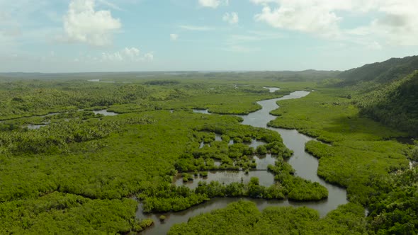 Aerial View of Mangrove Forest and River
