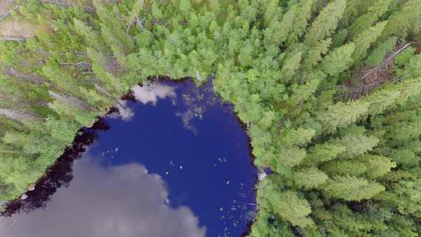Aerial video of a drone ascending from near lake surface to see fallen trees in the wild forest. Clo
