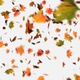 Autumn leaves - VideoHive Item for Sale