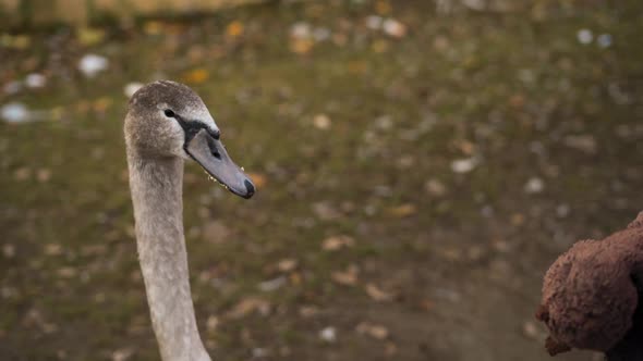 Swans on the Banks of the Vltava in Prague