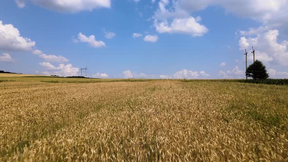 Aerial Landscape View of Yellow Cultivated Agricultural Field with Ripe Wheat on Bright Summer Day