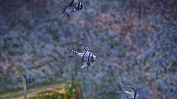 Closeup Shot of Three Beautiful Black Blue and White Bangui Cardinalfish Also Known As Pterapogon