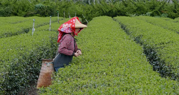 Young Woman work at the green tea farm