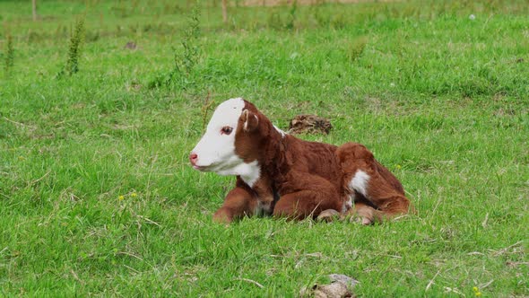 Cute Orange and White Calf Lying in Blured Green Grass of Meadow