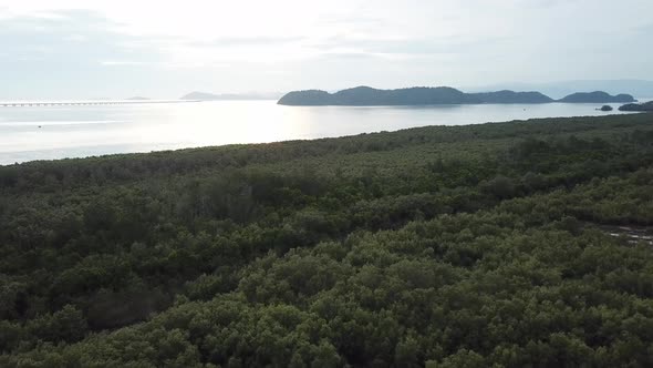 Aerial view the mangrove trees forest in evening