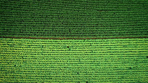 Aerial view of rows of sunflower and corn in fields.