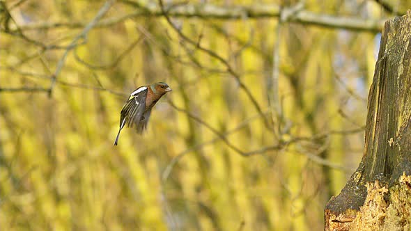 700693 European Robin, erithacus rubecula, Male in Flight, Normandy, Slow motion