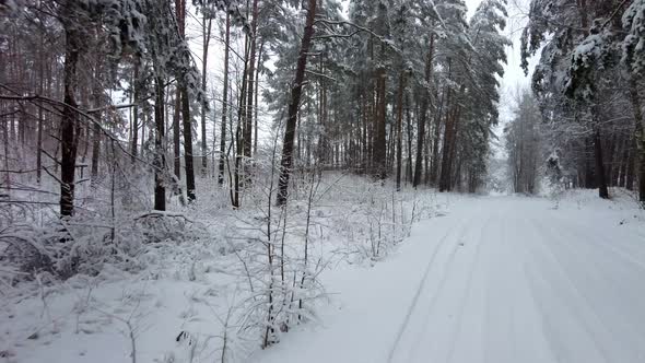 Through the winter forest by car