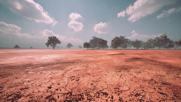 African Savanna Landscape with Acacia Trees