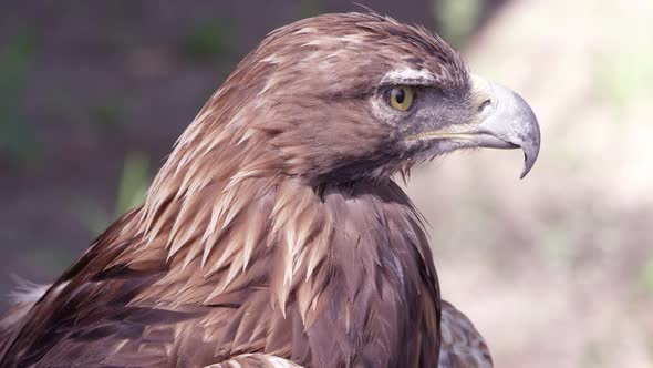 Golden Eagle staring in the distance