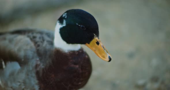 Beautiful male adult mallard duck looking around on a sunny day.