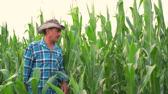 Male Farmer Walks Through the Cornfield