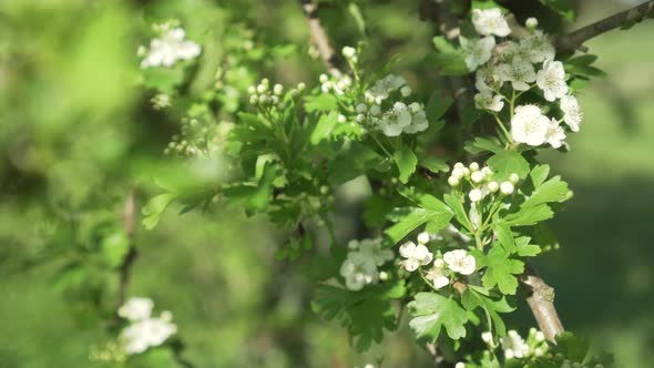 A bee collects pollen and nectar on the white flowers of a blossoming apple tree 