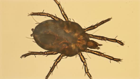 Mite Under the Microscope, Detachment Sarcoptiformes