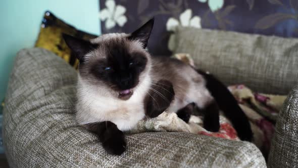 Tired Indoor Cat Lying at Pillow