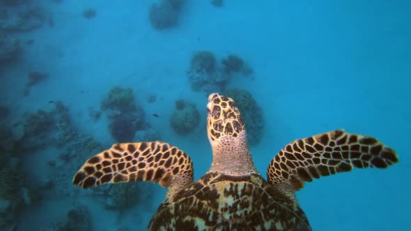 Sea Turtle