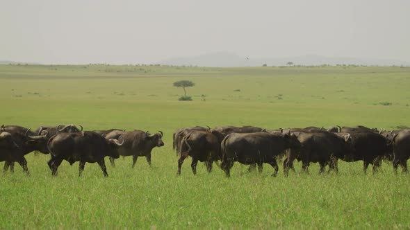 African buffalos in Maasai Mara